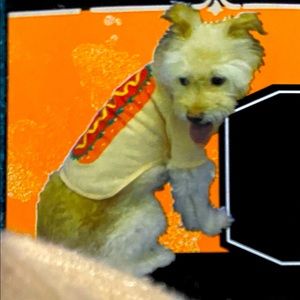Hot dog pet costume new ❤️
